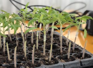 トマトの接木